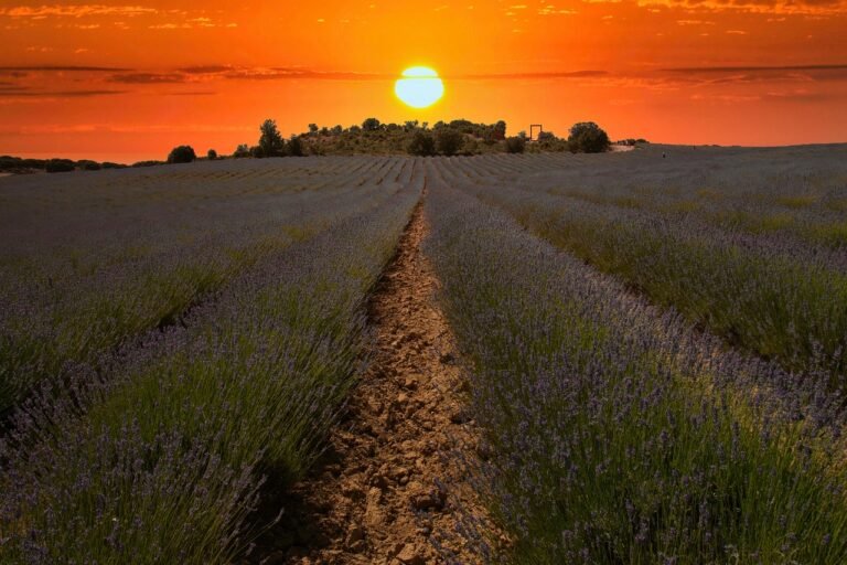 brihuega, lavender, guadalajara